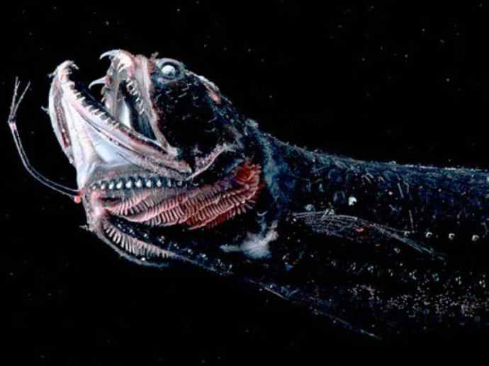 鱼类活化石：帆蜥鱼