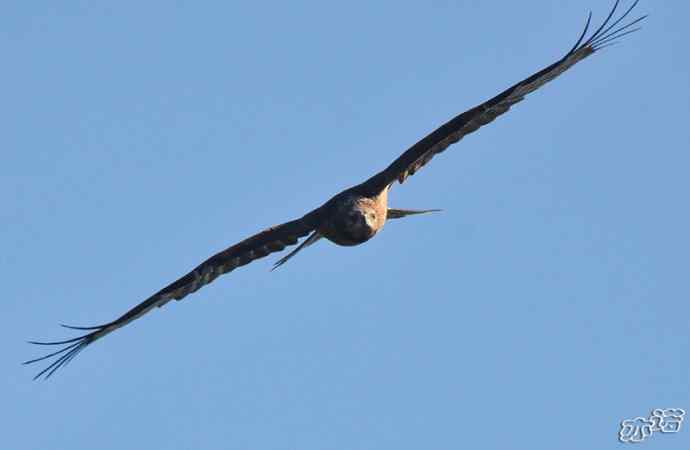 北京西山&nbsp;wbr路&nbsp;wbr黑耳鸢