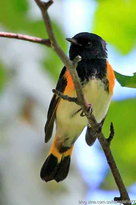 美洲紅尾鸲 美洲紅尾鸲