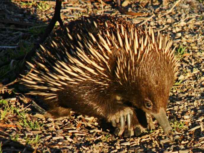 盘点十二大著名食蚁动物：短吻针鼹
