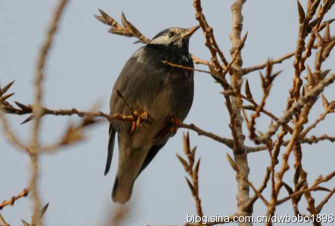 莲花池林鸟小拍