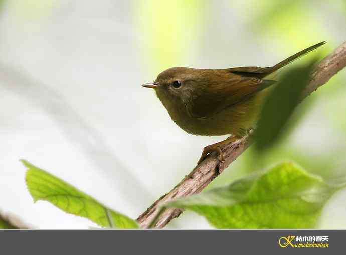 小鸟随拍【实拍】