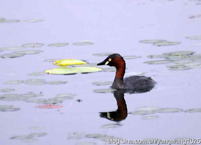 早餐 wbr鈥斺斝t捕鱼纪实 早餐 wbr鈥斺斝t捕鱼纪实