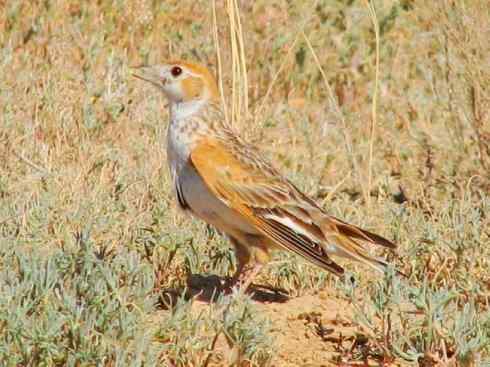 家禽驯化之源之二十八