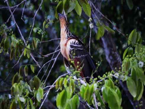 猎奇：十大奇异鸟类之三