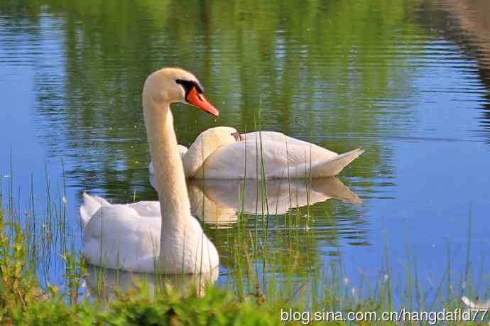 美国鸟类摄影——疣鼻天鹅