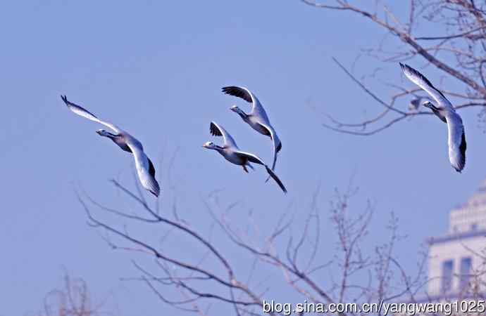 斑头雁（抓拍）15