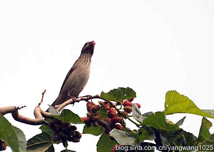朱雀（记录版）