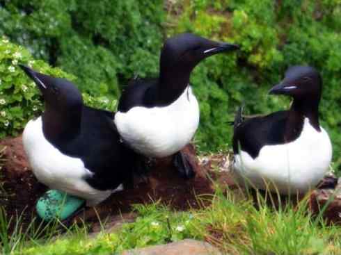 猎奇：奇特的鸟喙之七