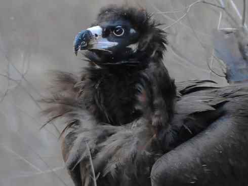 鸟类之最:大秃鹫