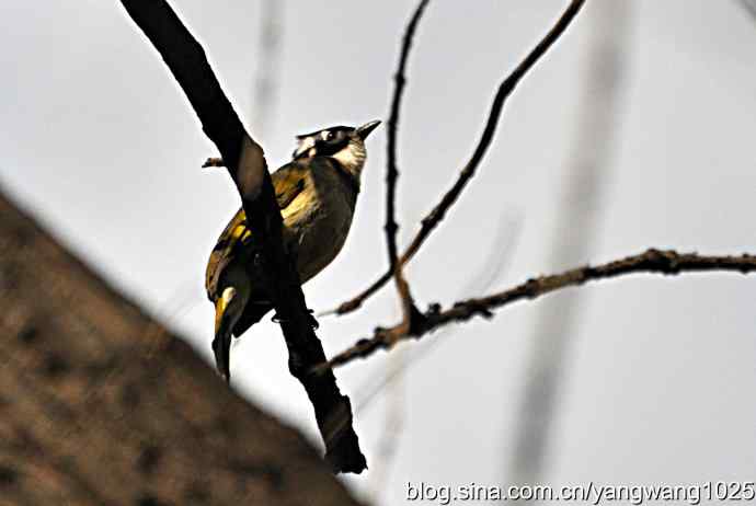 5～6级风中的白头鹎