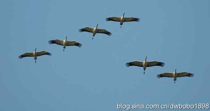 云天鹤影 wbr醉舞冬阳