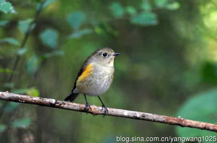 雌性红胁蓝尾鸲（56）