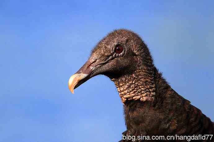美国鸟类摄影——鸟雀肖像：黑美洲鹫（2）
