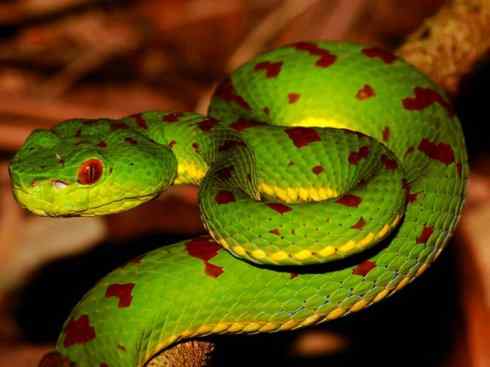 龙:传说的兽原型探秘(蝮蛇类) 龙:传说的兽原型探秘(蝮蛇类)