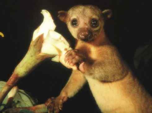 十大喜食蜂蜜动物:蜜熊 十大喜食蜂蜜动物:蜜熊