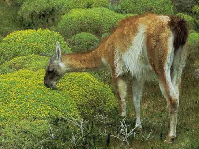 犬科：狐亚科食蟹狐属之食蟹狐