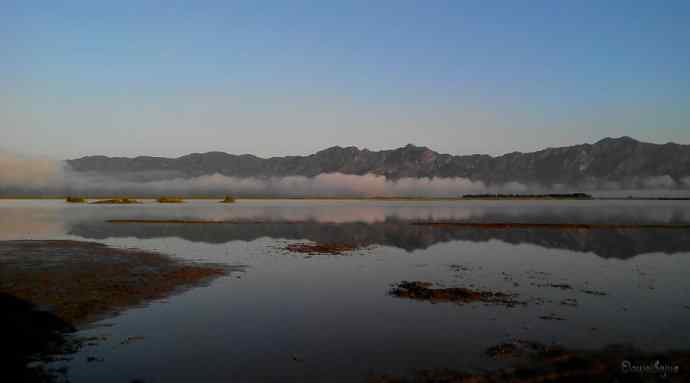 野鸭湖.生境白鹭
