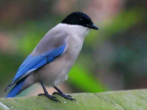 家禽驯化之源之二十九