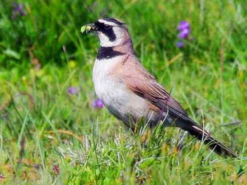 家禽驯化之源之二十八