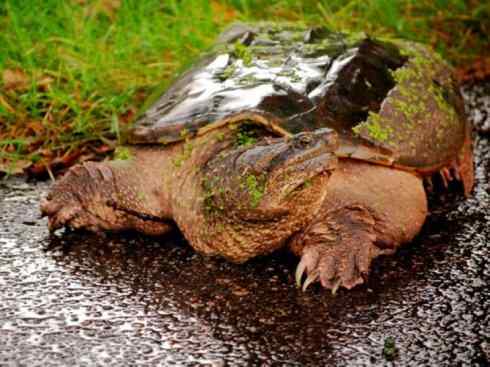 玄武：传说的兽原型探秘（鳄龟）