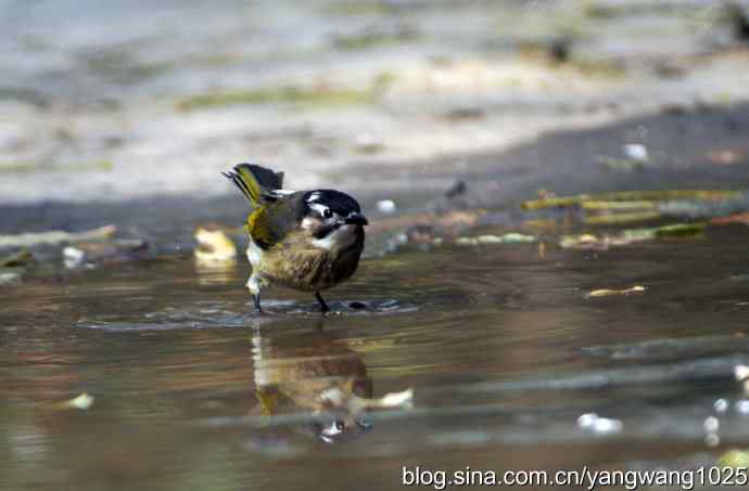 白头鹎bei（白头翁）