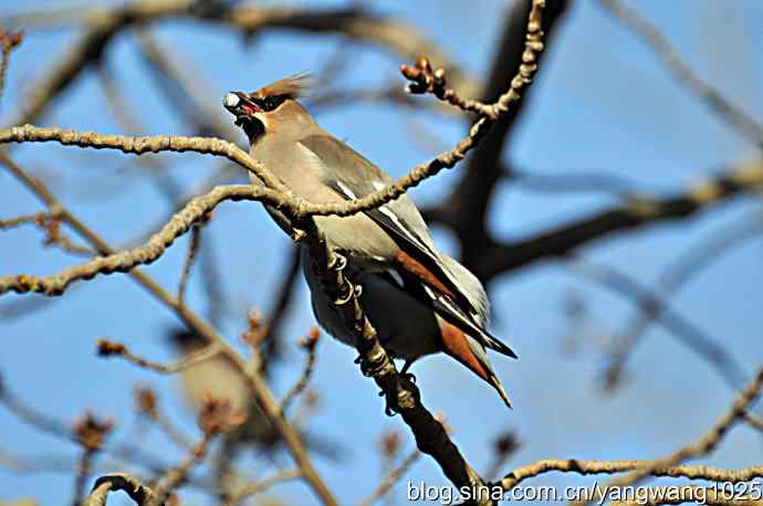 北京动物园的鸟类——太平鸟 4