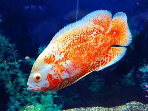 鱼类活化石：美洲肺鱼