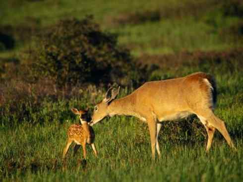 麒麟：传说的兽原型探秘（白尾鹿）