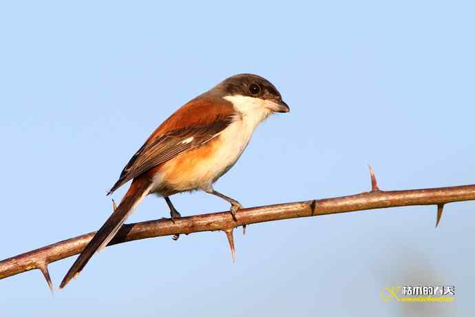 白斑黑石鵖 wbr wbr斑纹鸟 wbr wbr栗背伯劳