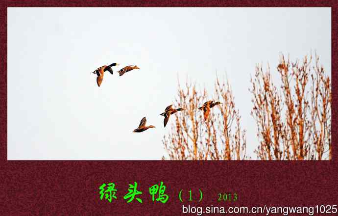 北京动物园的鸟类——绿头鸭（1）