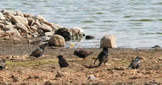 小燕子穿花衣 小燕子穿花衣