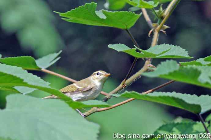 黄眉柳莺（24）
