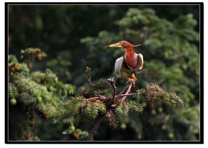 阳山摄鹭之池鹭篇
