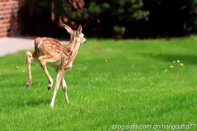 误入校园的小鹿