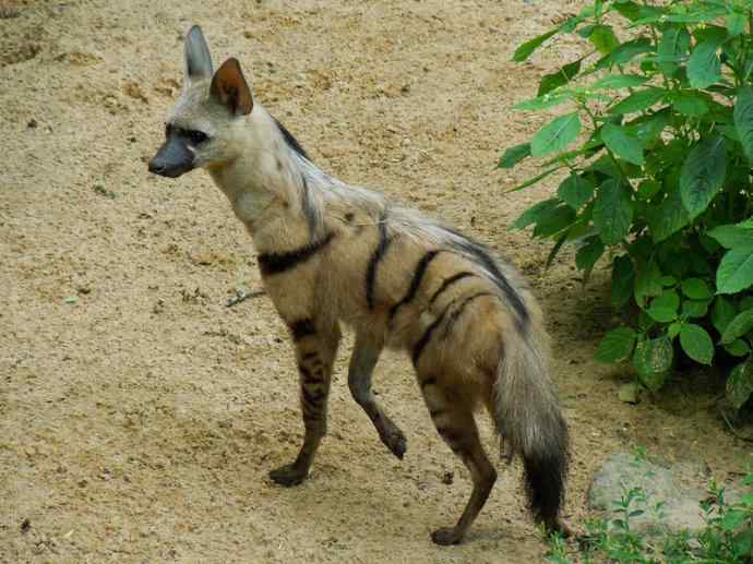 盘点十二大著名食蚁动物：土狼