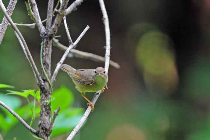 巨嘴柳莺(9) 巨嘴柳莺(9)