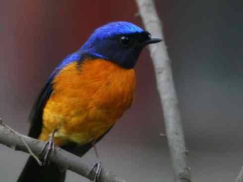 美丽无罪：雀鸟之仙鹟