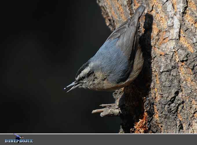 植物园的黑头鳾