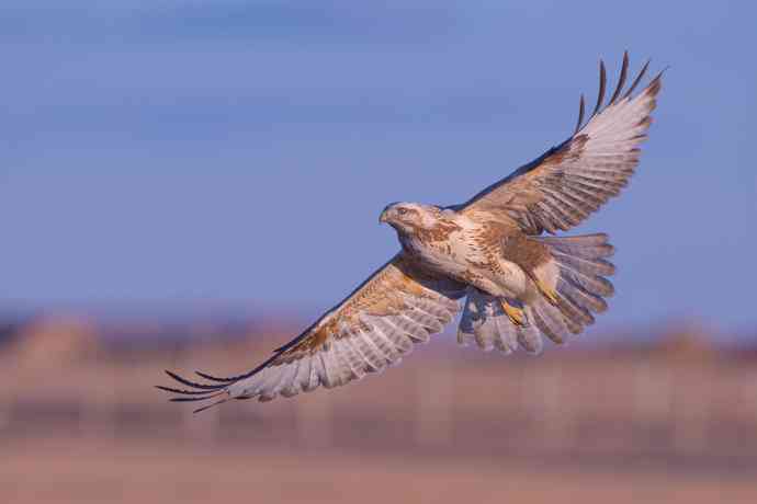 驹行千里追落日 wbr wbr醉美夕阳摄大雕