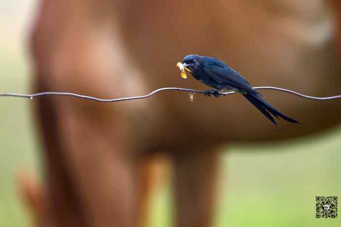 黑卷尾空中抓虫和戏马尾