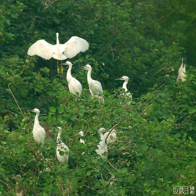 小白鹭与小夜鹭