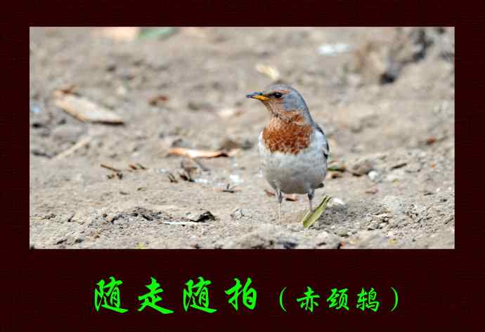 北京景山公园的鸟类——随走随拍（赤颈鸫）