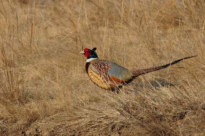 晨光里的环颈雉☆