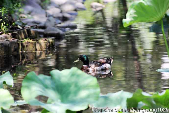 北京麋鹿苑的鸟类——麋鹿苑中绿头鸭