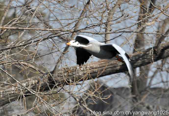 飞(斑头雁) 飞(斑头雁)