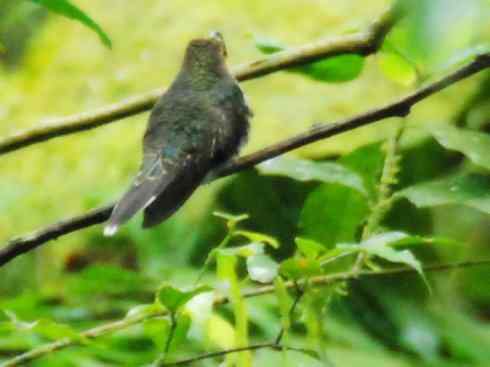 猎奇：奇特的鸟喙之九