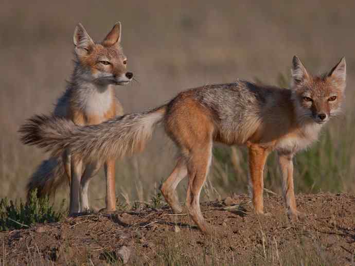 犬科：狐亚科狐属