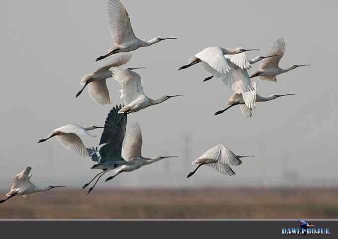 迁徙的鸟：邂逅白琵鹭
