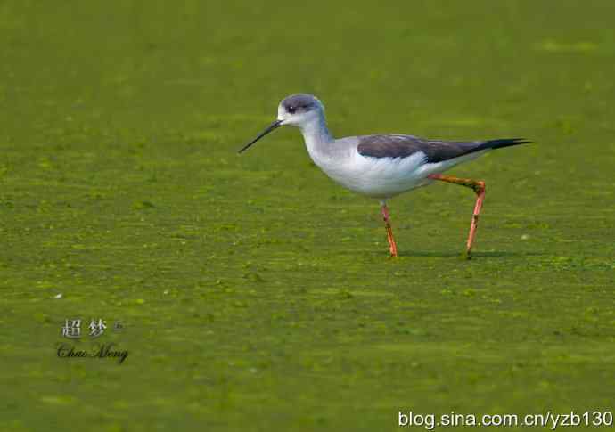 亭亭玉立的花季少女鈥斺斆劳瑞郑ㄗ橥迹10张图片）